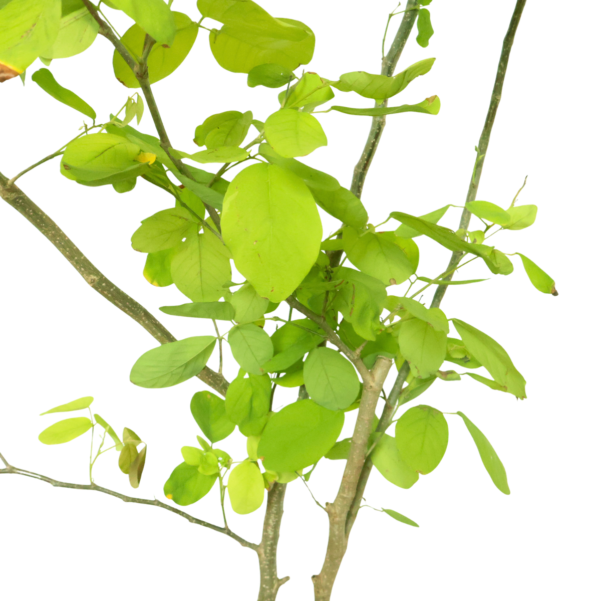 Dendrolobium Umbellatum