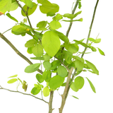 Dendrolobium Umbellatum