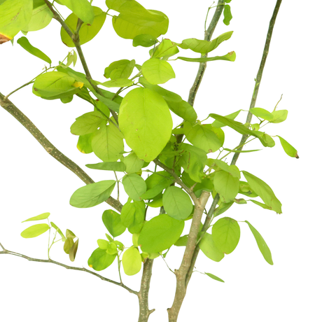 Dendrolobium Umbellatum