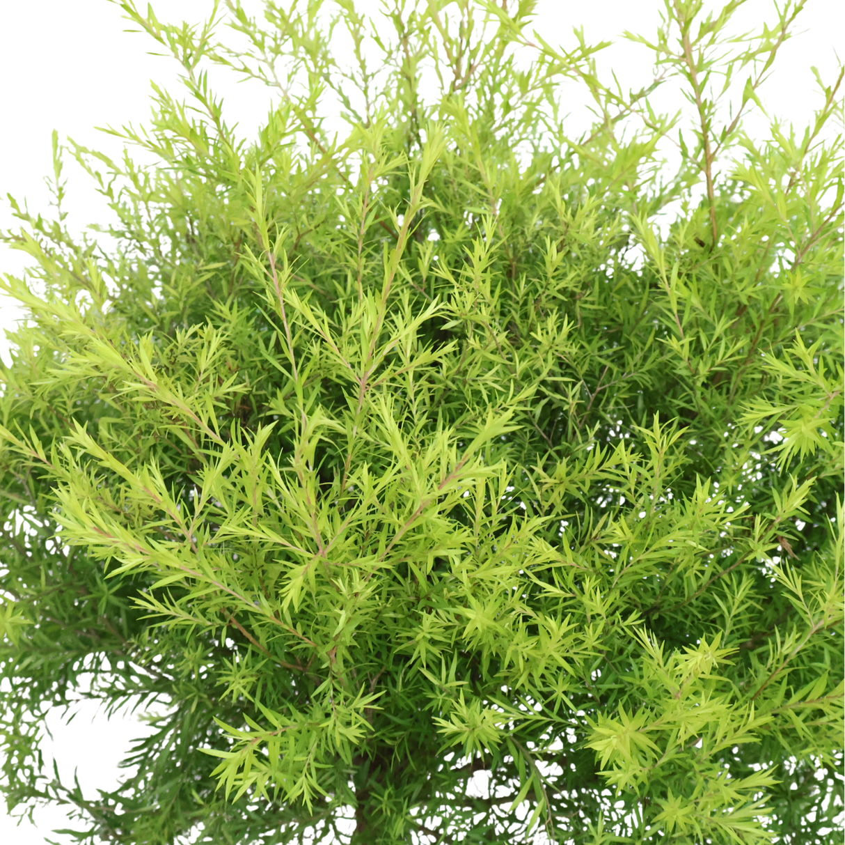 Melaleuca Bracteata