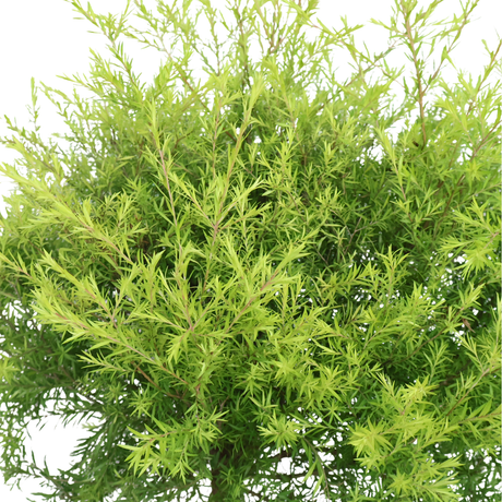 Melaleuca Bracteata