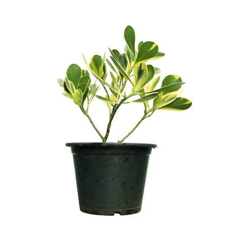 Clusia Rosea Variegata