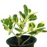 Clusia Rosea Variegata