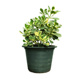 Clusia Rosea Variegata