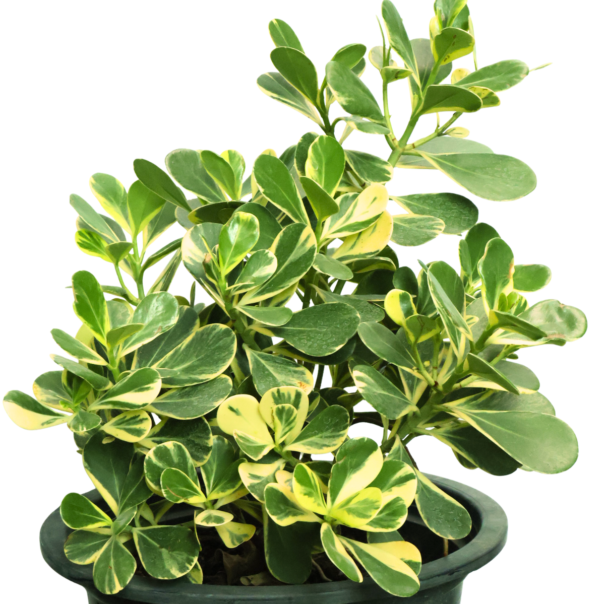 Clusia Rosea Variegata