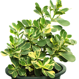Clusia Rosea Variegata