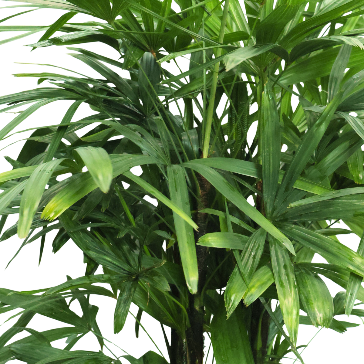Rhapis Excelsa Palm