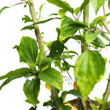 Hibiscus Variegated