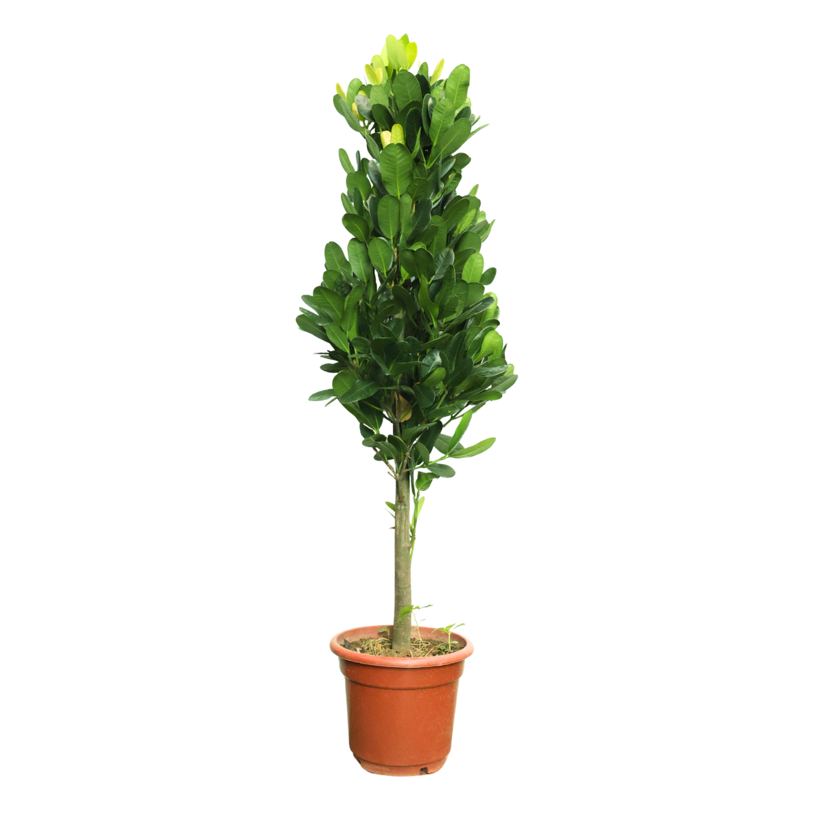Garcinia (Fukugi tree)