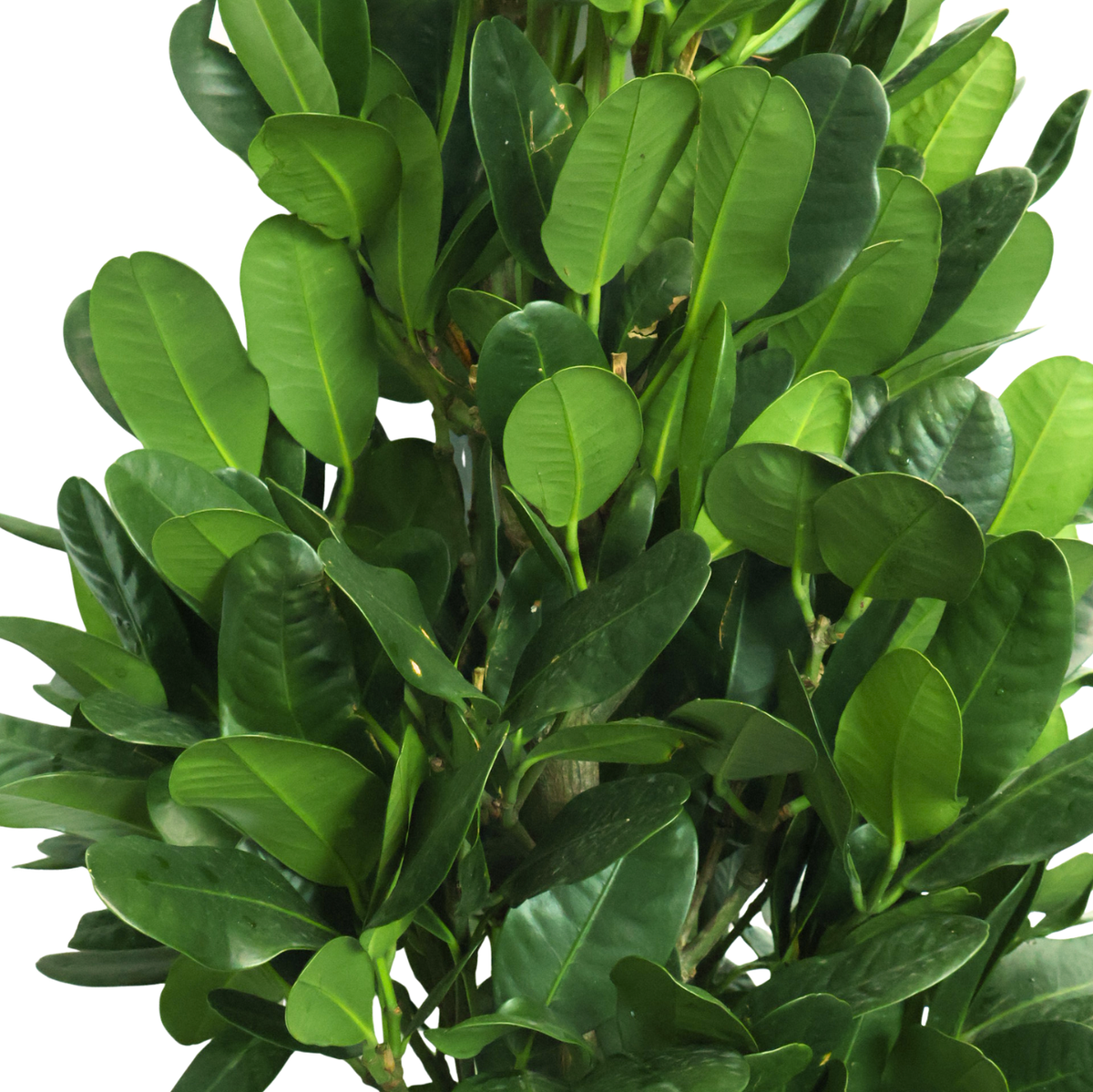Garcinia (Fukugi tree)