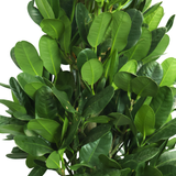 Garcinia (Fukugi tree)