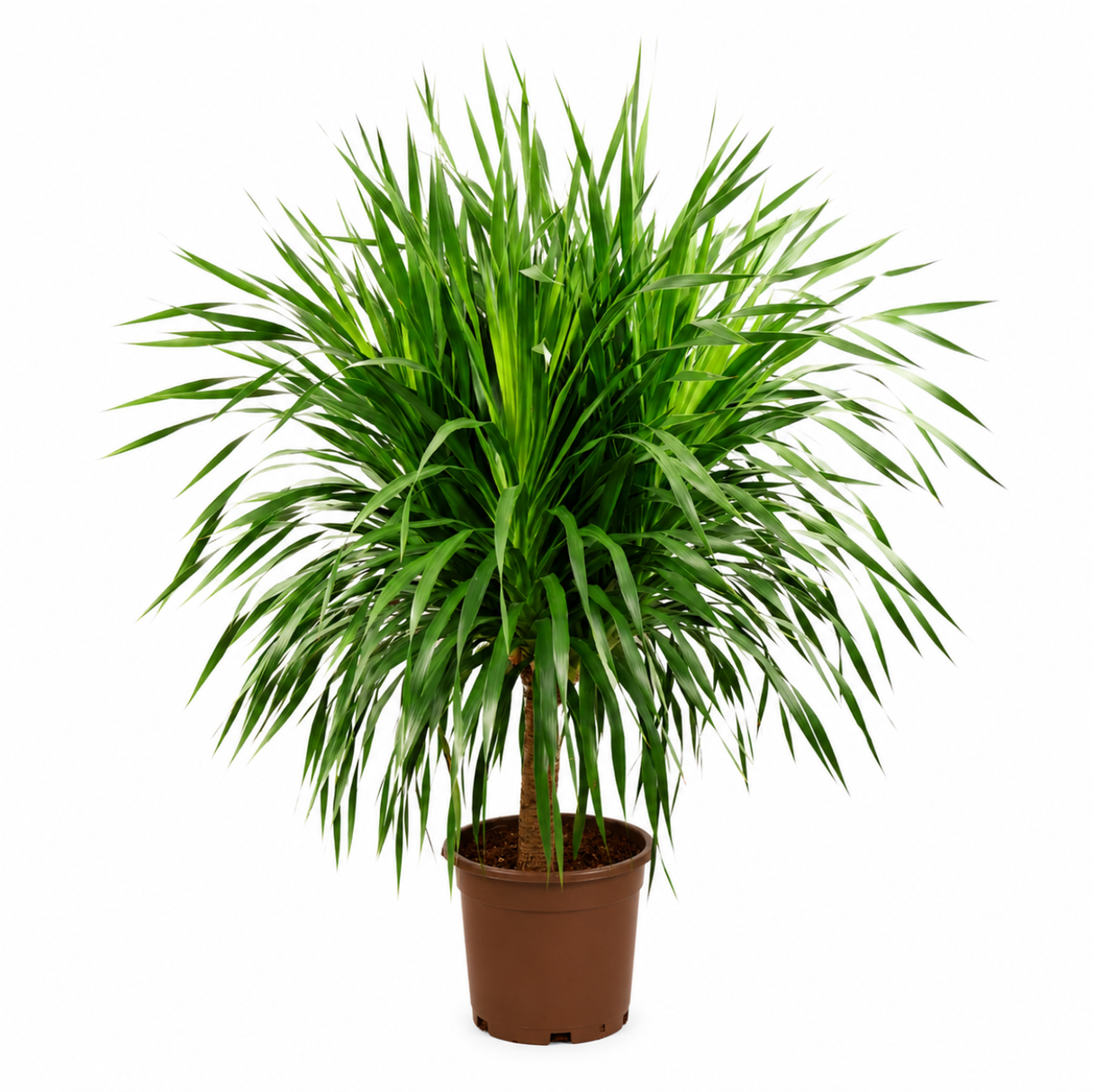 Dracaena Draco (Dragon Tree)