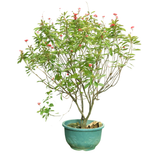 Jatropha