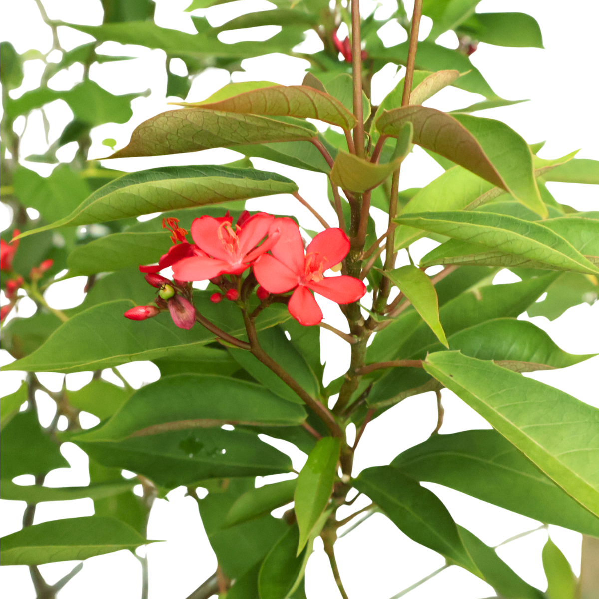 Jatropha