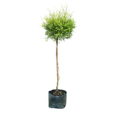 Melaleuca Bracteata