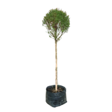 Chamaecyparis Larsoricum
