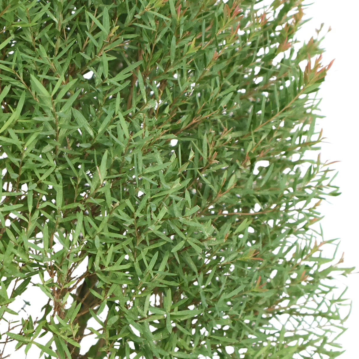 Chamaecyparis Larsoricum