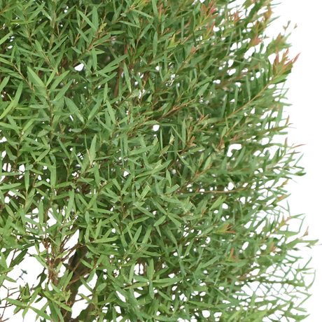 Chamaecyparis Larsoricum