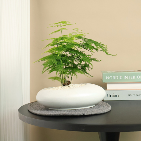 Bonsai tree in ceramic vase on table.