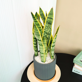 Sansevieria in Ceramic Pot