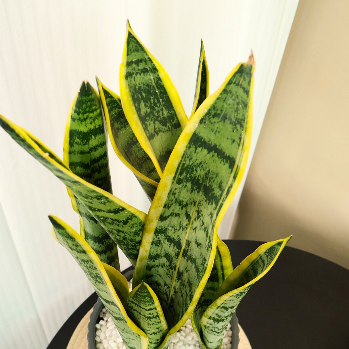 Sansevieria in Ceramic Pot