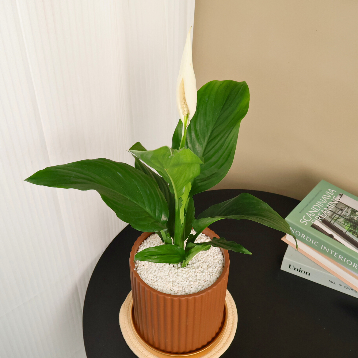 Spathiphyllum (Peace Lily) in Ceramic Pot