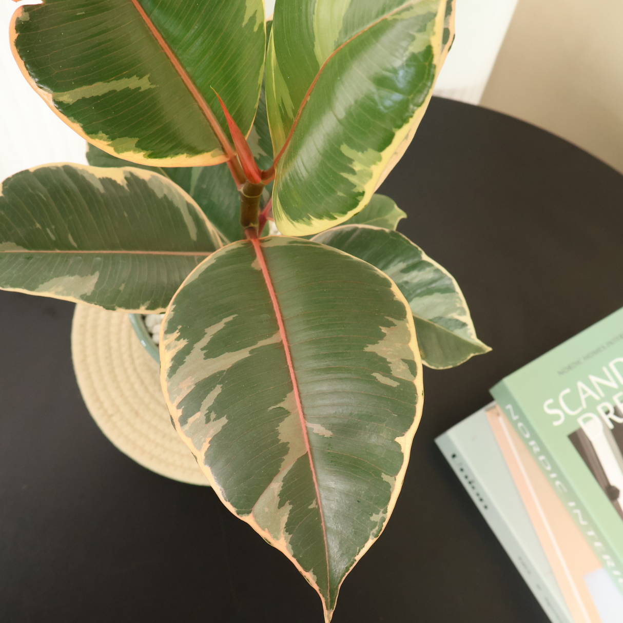 Ficus Elastica Tineke in Ceramic Pot