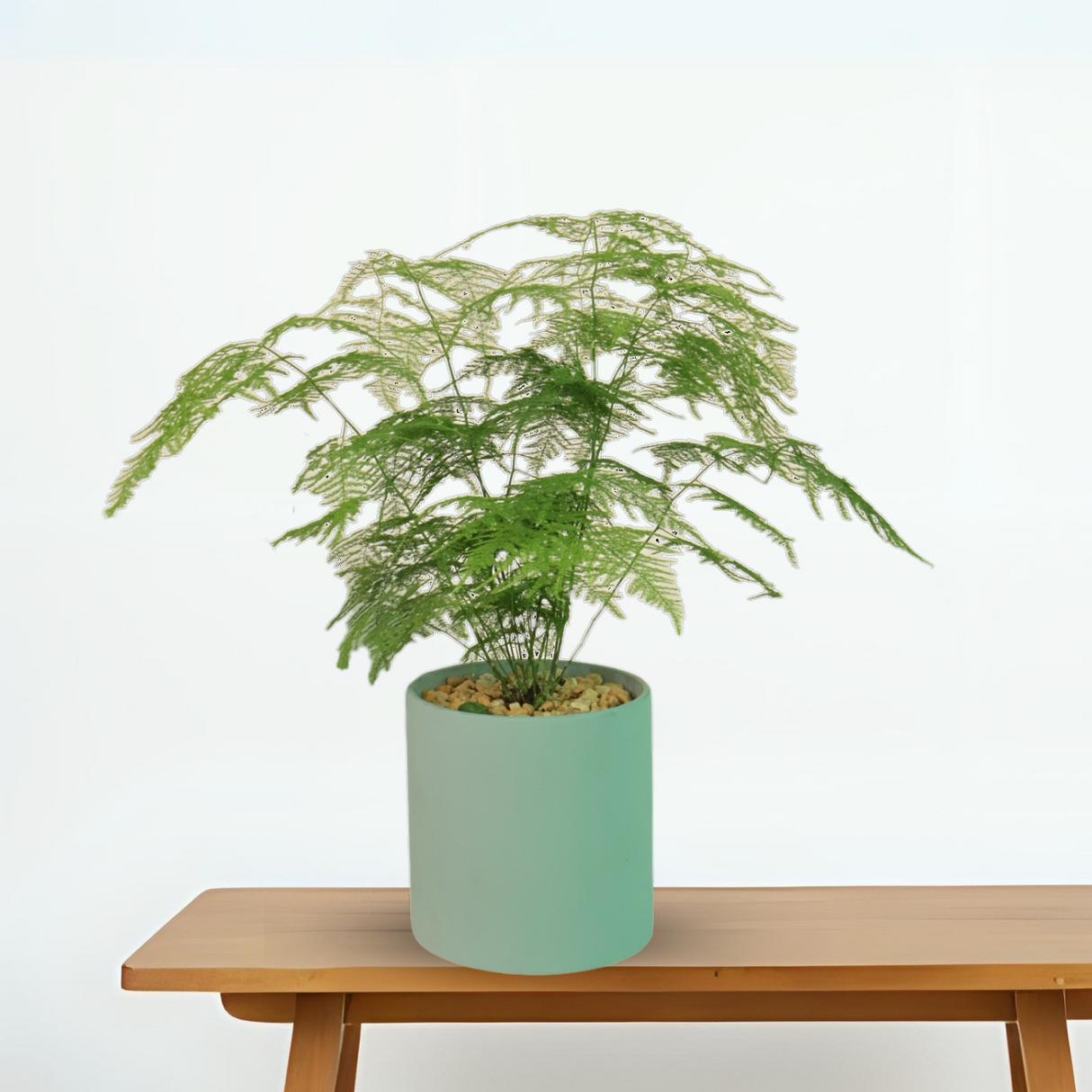 Asparagus fern in Ceramic Pot