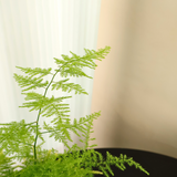 Asparagus in Ceramic Pot