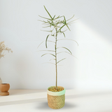 Queensland Bottle Tree Plant in Ceramic Pot