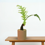 Drynaria rigidula (Basket Fern) Plant in Ceramic Pot