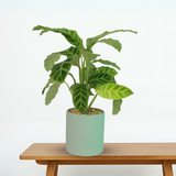 Calathea Zebrina Plant in Ceramic Pot