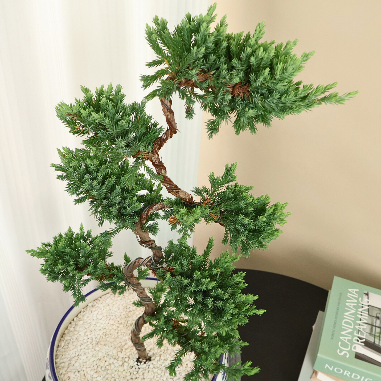 Chinese Juniper (Pine Bonsai) in Ceramic Pot