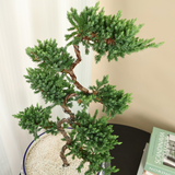 Chinese Juniper (Pine Bonsai) in Ceramic Pot