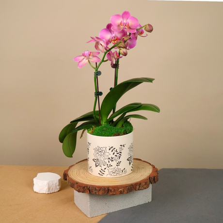 Pink moth orchids in flowerpot on hardwood.