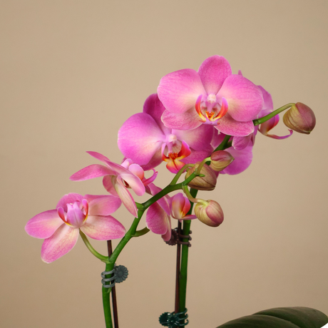 Cottage Bloom (1 Double Stalk) - Orchid Phalaenopsis