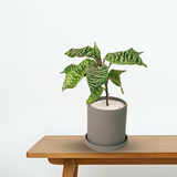 Dieffenbachia (Leopard lil) in Ceramic Pot