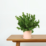 Asplenium Nidus in Ceramic Pot