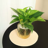 Money Plant in Ceramic Pot