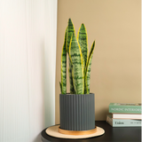Houseplant in flowerpot on hardwood furniture.