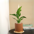 Houseplant in flowerpot on table.