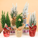 Chamaecy Ellwoodii Plant