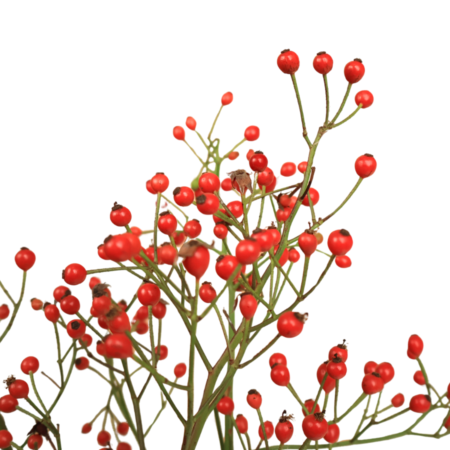 Rosehip (China)