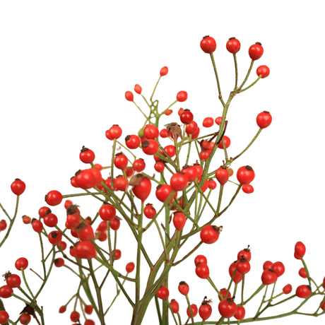 Rosehip (China)