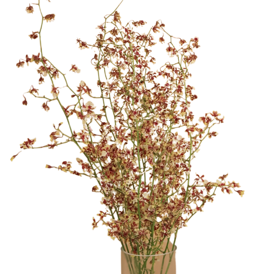 Oncidium Orchid (Sharry Baby)