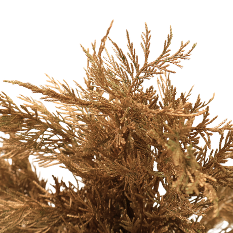 Cedar Christmas Gold (South Africa)