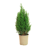Emerald Green Arborvitae Cypress