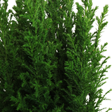 Emerald Green Arborvitae Cypress