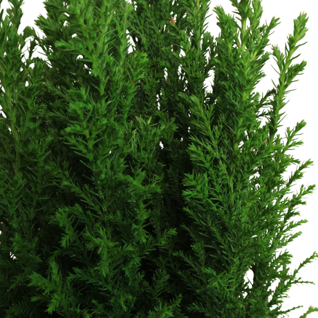 Emerald Green Arborvitae Cypress