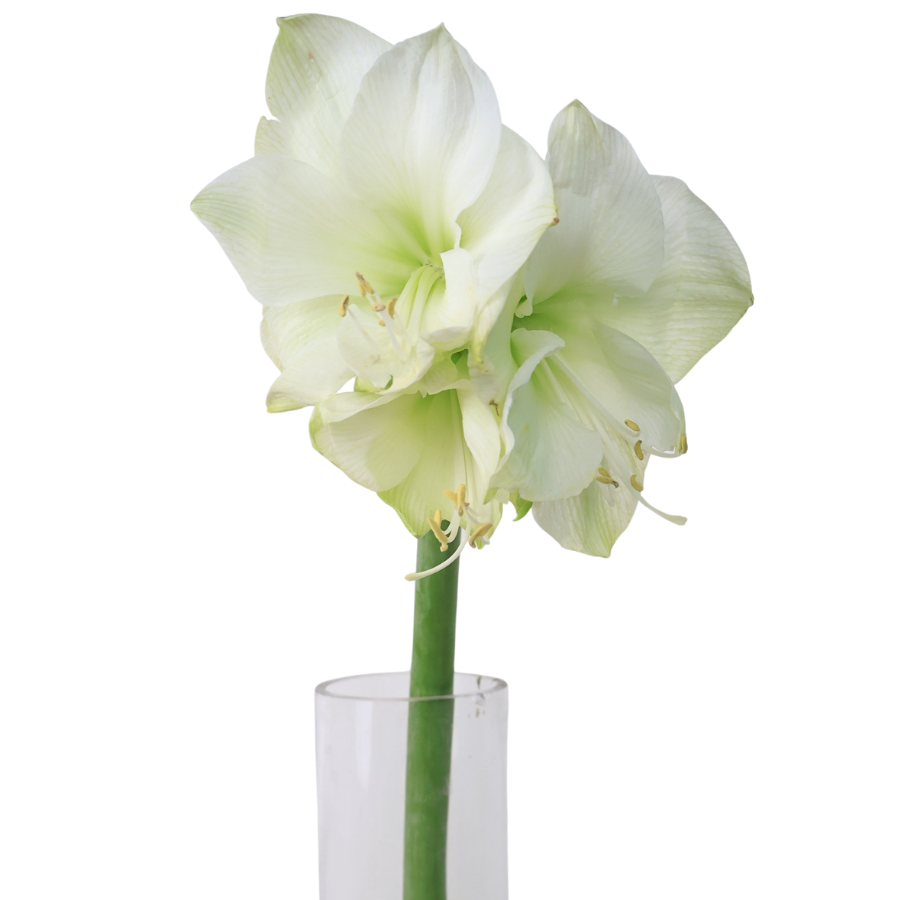 Amaryllis (Holland)